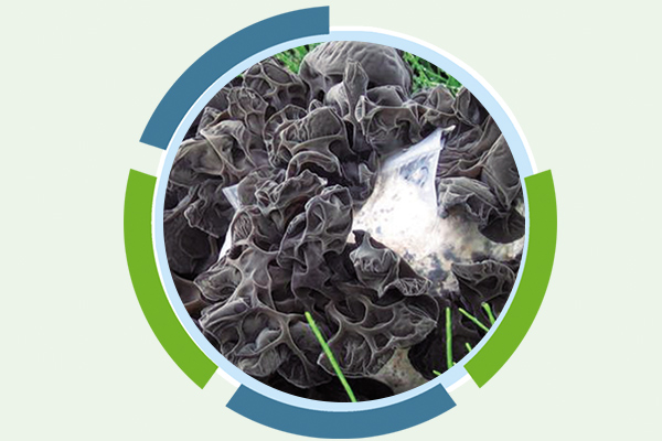 黑(hēi)木(mù)耳