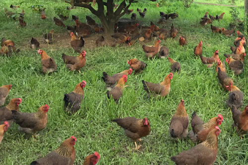 生(shēng)産基地(dì)