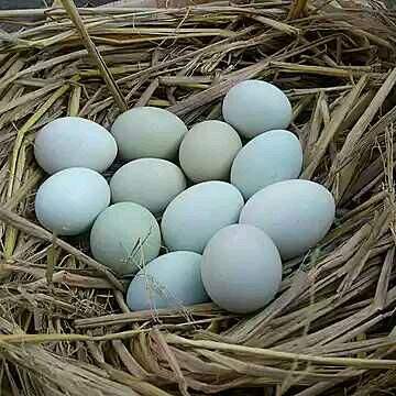 青殼土(tǔ)雞蛋