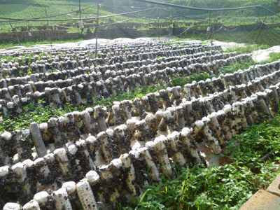 <b>種植養殖基地(dì)</b>